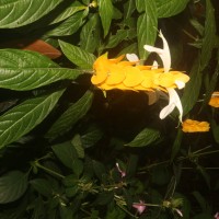 <i>Pachystachys lutea</i>  Nees